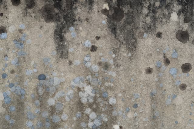 How to identify mold damage
